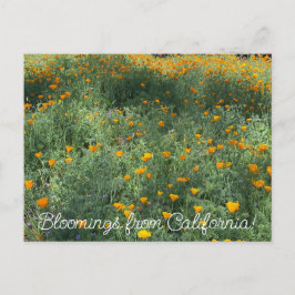 Postal Bloomings desde California: Poppies de mayo