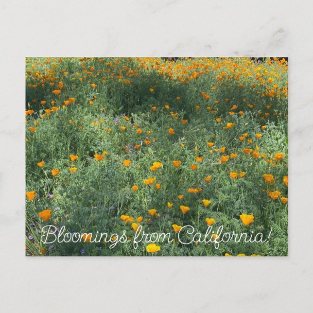 Postal Bloomings desde California: Poppies de mayo (Anverso)