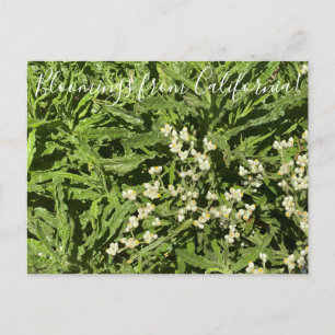 Postal Bloomings desde California: Pronta Everdurable
