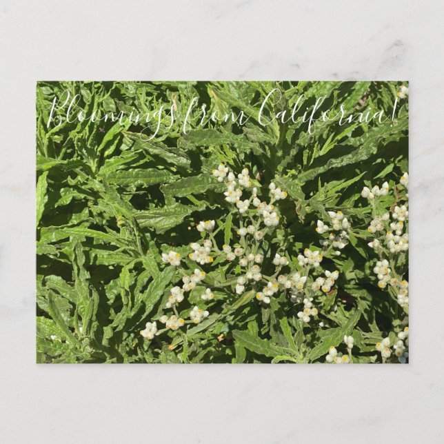 Postal Bloomings desde California: Pronta Everdurable (Anverso)