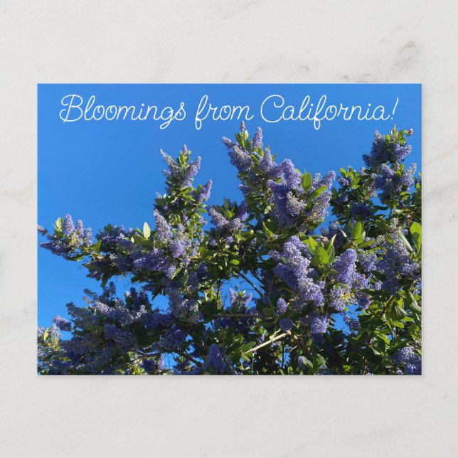 Postal Bloomings desde California: Ray Hartman Ceanothus (Anverso)