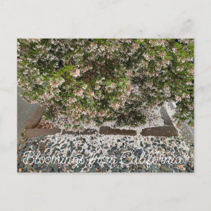 Postal Bloomings desde California: Sentinel Manzanita