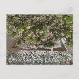 Postal Bloomings desde California: Sentinel Manzanita