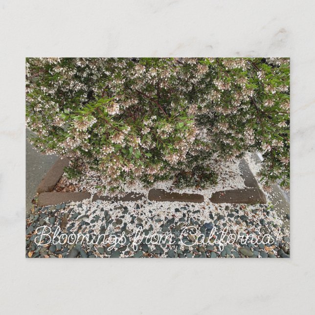 Postal Bloomings desde California: Sentinel Manzanita (Anverso)