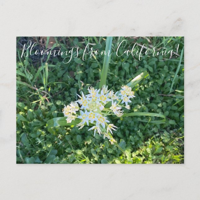Postal Bloomings desde California: Star Lily (Anverso)