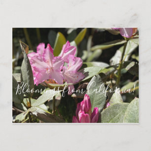 Postal Bloomings desde California: Western Azalea