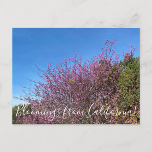Postal Bloomings desde California: Western Redbud