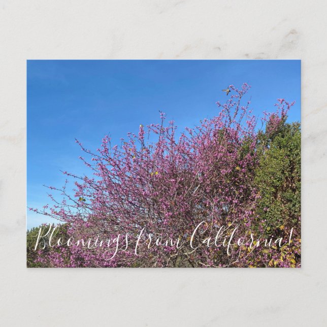 Postal Bloomings desde California: Western Redbud (Anverso)