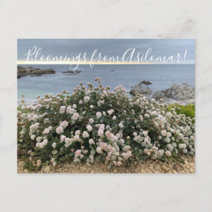 Postal Bloomings from Asilomar: Sea Cliff Bucktrigo