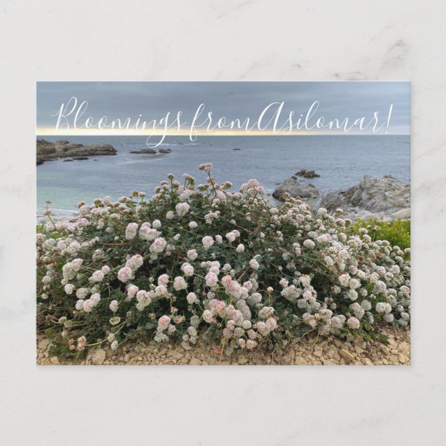 Postal Bloomings from Asilomar: Sea Cliff Bucktrigo (Anverso)
