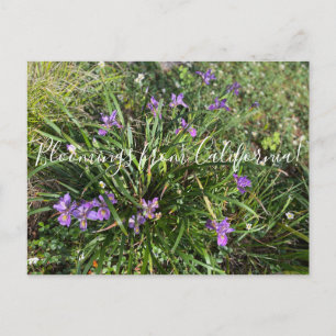Postal Bloomings from California: April Iris