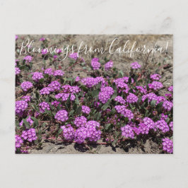 Postal Bloomings from California: Arena rosada Verbena