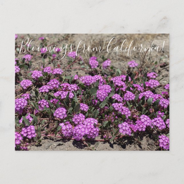 Postal Bloomings from California: Arena rosada Verbena (Anverso)
