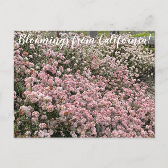 Postal Bloomings from California: Artrigo sarraceno (Anverso)