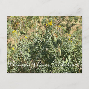 Postal Bloomings from California: Bladderpod