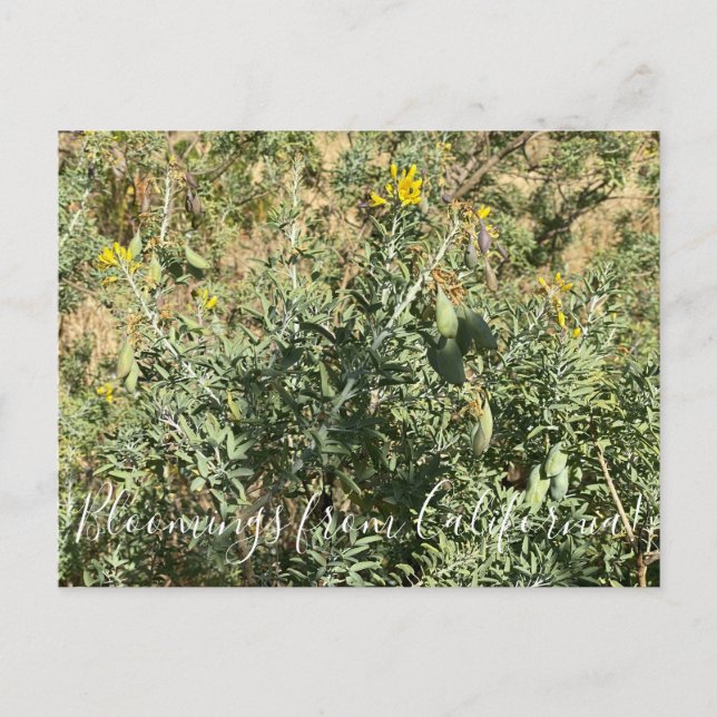Postal Bloomings from California: Bladderpod (Anverso)