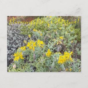 Postal Bloomings from California: Bladderpod