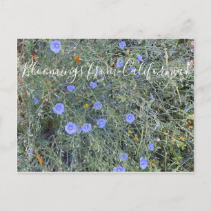 Postal Bloomings from California: Blue Flax
