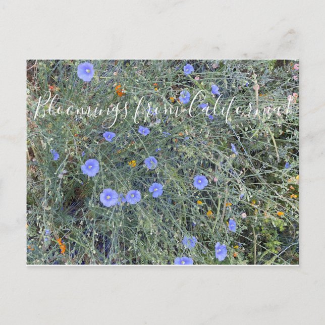 Postal Bloomings from California: Blue Flax (Anverso)
