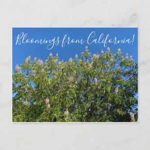 Postal Bloomings from California: California Buckeye