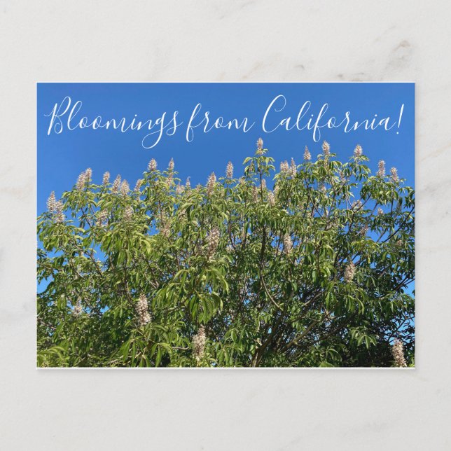 Postal Bloomings from California: California Buckeye (Anverso)