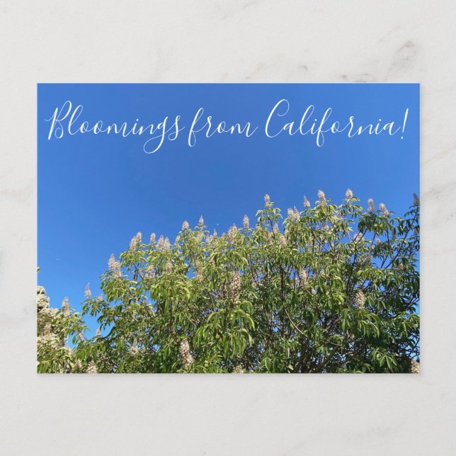 Postal Bloomings from California: California Buckeye Post (Anverso)