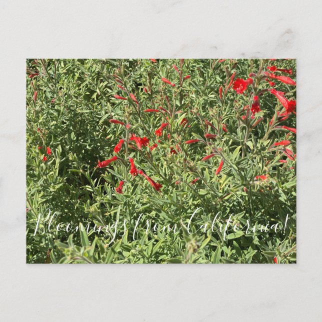 Postal Bloomings from California: California Fuchsia (Anverso)