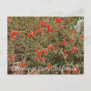 Postal Bloomings from California: California Fuchsia
