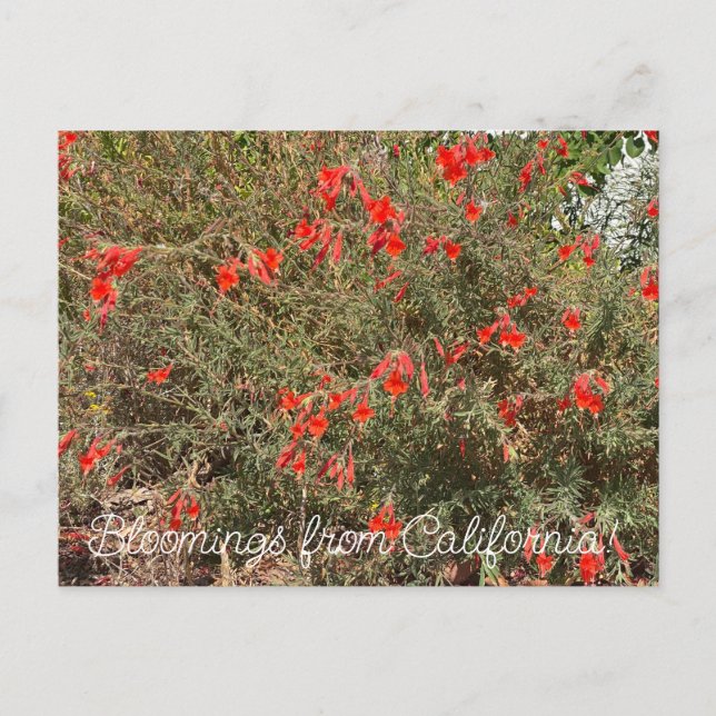 Postal Bloomings from California: California Fuchsia (Anverso)