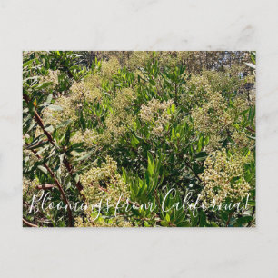 Postal Bloomings from California: California Holly