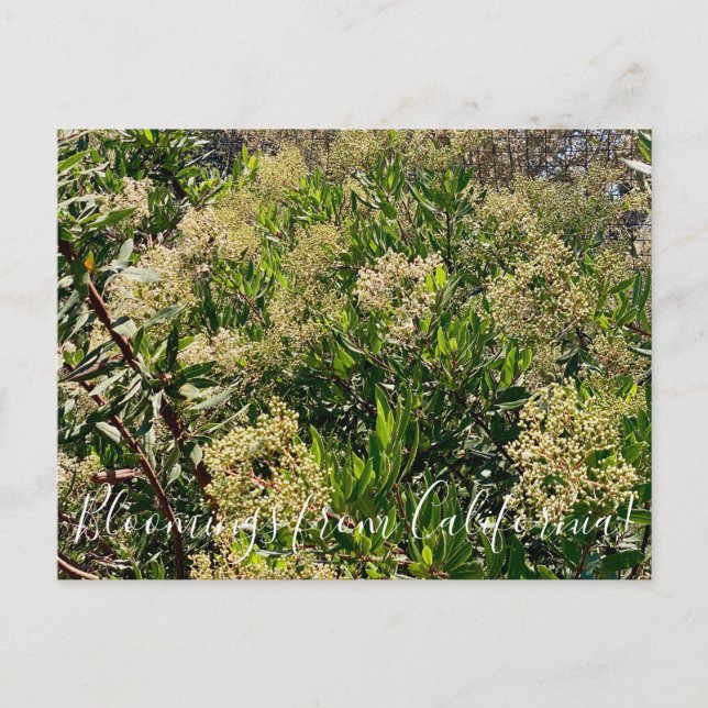 Postal Bloomings from California: California Holly (Anverso)