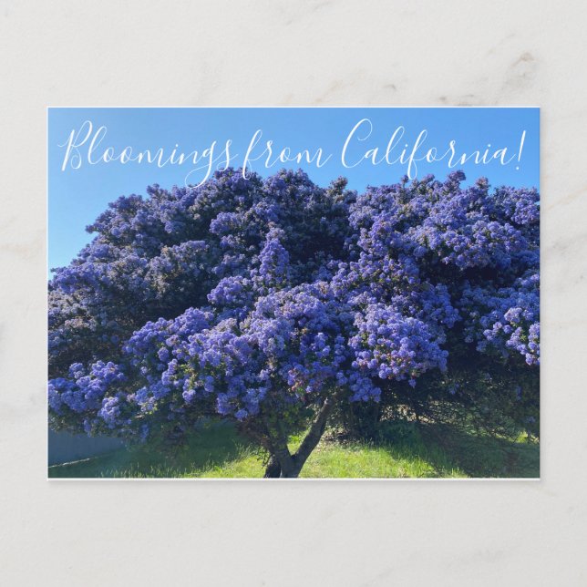 Postal Bloomings from California: California Lilac (Anverso)