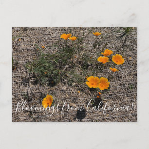 Postal Bloomings from California: California Poppy