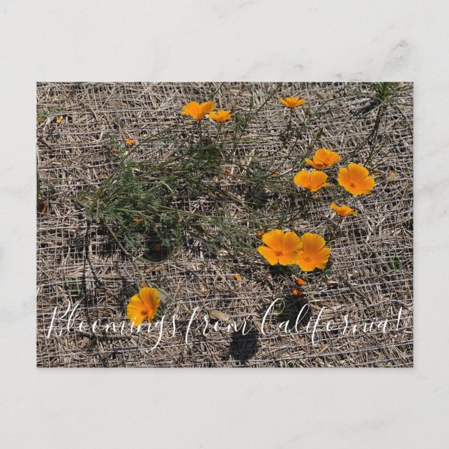 Postal Bloomings from California: California Poppy (Anverso)