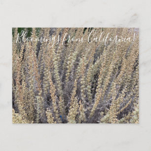 Postal Bloomings from California: California Sagebrush