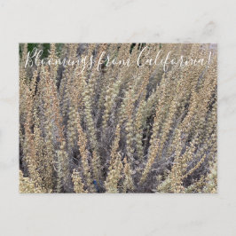 Postal Bloomings from California: California Sagebrush
