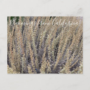 Postal Bloomings from California: California Sagebrush