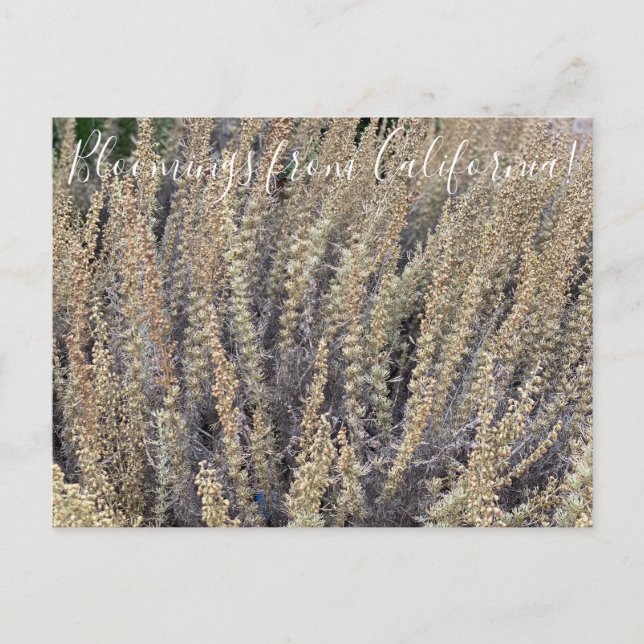 Postal Bloomings from California: California Sagebrush (Anverso)