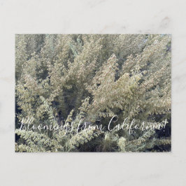 Postal Bloomings from California: California Sagebrush Po
