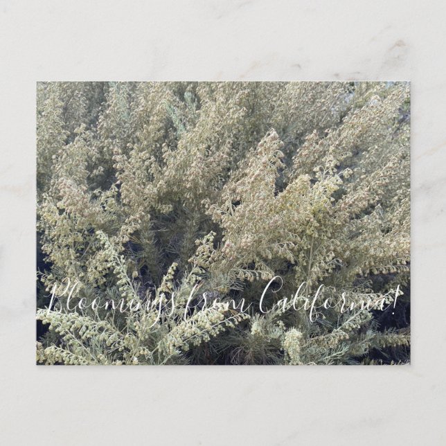 Postal Bloomings from California: California Sagebrush Po (Anverso)