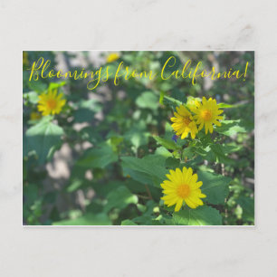 Postal Bloomings from California: Canyon Sunflower