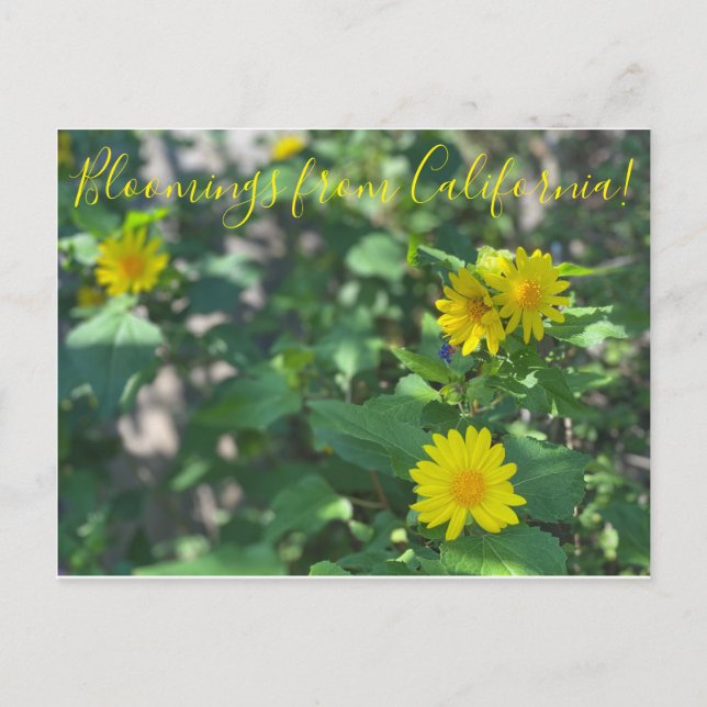 Postal Bloomings from California: Canyon Sunflower (Anverso)