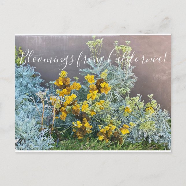 Postal Bloomings from California: Catalina Silverlace (Anverso)