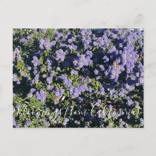 Postal Bloomings from California: Ceanothus Dark Star Pos (Anverso)