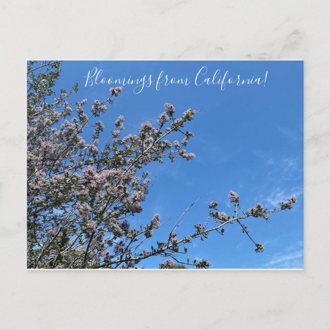 Postal Bloomings from California: Cepillo de buck (Anverso)