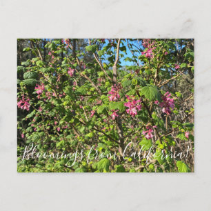 Postal Bloomings from California: Chaparral Currant