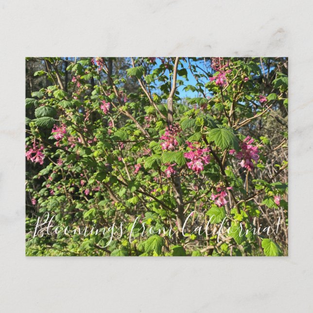 Postal Bloomings from California: Chaparral Currant (Anverso)