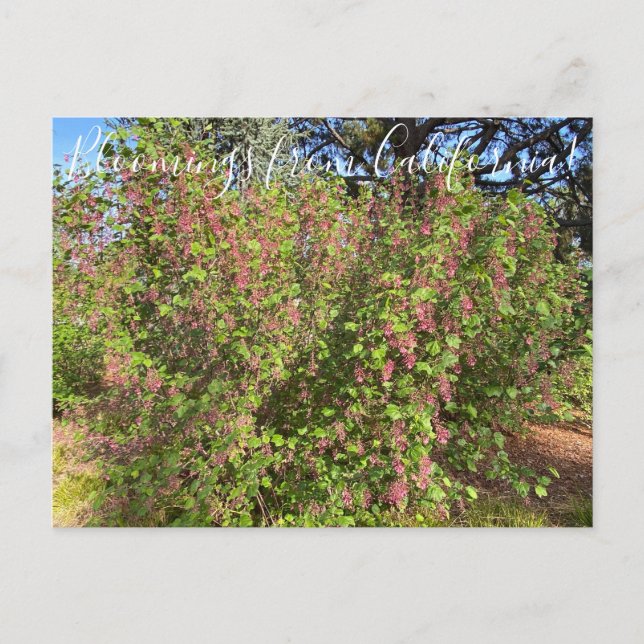 Postal Bloomings from California: Chaparral Currant (Anverso)