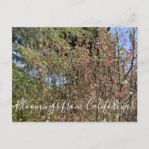 Postal Bloomings from California: Chaparral Currant