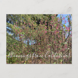 Postal Bloomings from California: Chaparral Currant
